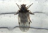 Cixius stigmatus; Cixiid Planthopper species