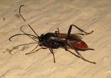 Idiolispa Ichneumon Wasp species; female 