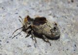 Trichodesma gibbosa; Death-watch Beetle species 