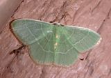 7046 - Nemoria bistriaria; Red-fringed Emerald; summer form 