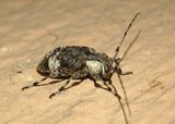 Astylopsis macula; Flat-faced Longhorn species