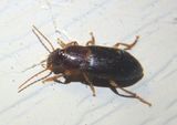 Ophonus puncticeps; Ground Beetle species