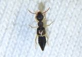 Rugilus Rove Beetle species