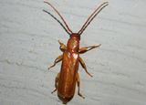 Smodicum cucujiforme; Flat Oak Borer
