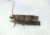 3218 - Sonia constrictana; Constricted Sonia Moth