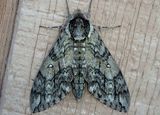 7787 - Ceratomia undulosa; Waved Sphinx