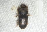 Heterocerus Variegated Mud-loving Beetle species