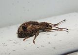 Pseudoedophrys hilleri; Broad-nosed Weevil species; exotic 