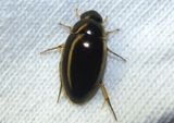 Tropisternus lateralis; Water Scavenger Beetle species
