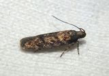 2119 - Chionodes thoraceochrella; Twirler Moth species