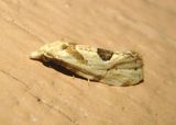 3754.1 - Aethes angustana; Tortricid Moth species