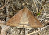 8739 - Caenurgina erechtea; Forage Looper Moth; female