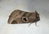 9754 - Plagiomimicus pityochromus; Black-barred Brown