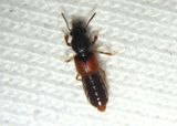 Bledius Spiny-legged Rove Beetle species