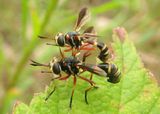 Physoconops brachyrhynchus; Thick-headed Fly species pair