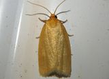 3693 - Xenotemna pallorana; Tortricid Moth species