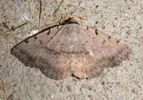 8769 - Spiloloma lunilinea; Moon-lined Moth