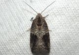 8974 - Garella nilotica; Black-olive Caterpillar Moth; exotic 