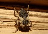 Cryptorhynchus fuscatus; Hidden Snout Weevil species 