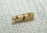 Empoa apicata; Leafhopper species