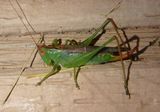 Orchelimum Greater Meadow Katydid species; female