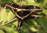 Papilio cresphontes; Eastern Giant Swallowtail pair