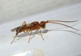 Phanerotoma Braconid Wasp species