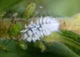 Scymnini Dusky Lady Beetle species larva