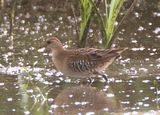 Sora; juvenile