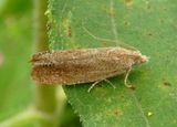 3051 - Eucosma glomerana; Tortricid Moth species