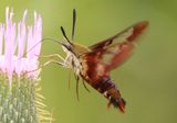 7853 - Hemaris thysbe; Hummingbird Clearwing 