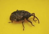 Conotrachelus naso; Weevil species