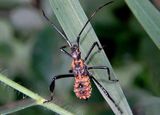 Leptoglossus Leaf-footed Bug species nymph