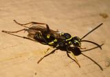 Ceropales maculata; Spider Wasp species
