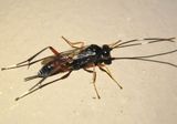 Trychosis sulcata; Ichneumon Wasp species; female