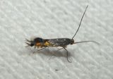 0846 - Phyllocnistis insignis; Leaf Blotch Miner Moth species