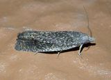 3051 - Eucosma glomerana; Tortricid Moth species