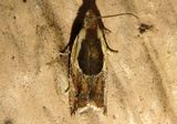 3359 - Ancylis metamelana; Black-marked Ancylis 