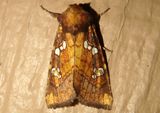 9471 - Papaipema arctivorens; Northern Burdock Borer