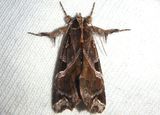 9630 - Callopistria floridensis; Florida Fern Moth 
