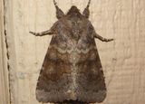 10524 - Nephelodes minians; Bronzed Cutworm Moth