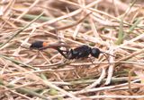 Ammophila pictipennis; Thread-waisted Wasp species