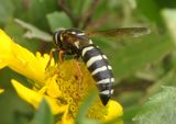 Bicyrtes ventralis; Sand Wasp species 