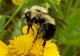 Bombus impatiens; Common Eastern Bumble Bee