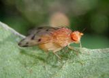 Homoneura Lauxaniid Fly species