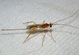 Macrocentrinae Braconid Wasp species; female