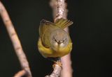 Nashville Warbler