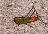 Orchelimum Greater Meadow Katydid species; male
