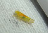 Ossiannilssonola australis; Leafhopper species