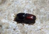Scolytus multistriatus; Smaller European Elm Bark Beetle; exotic 